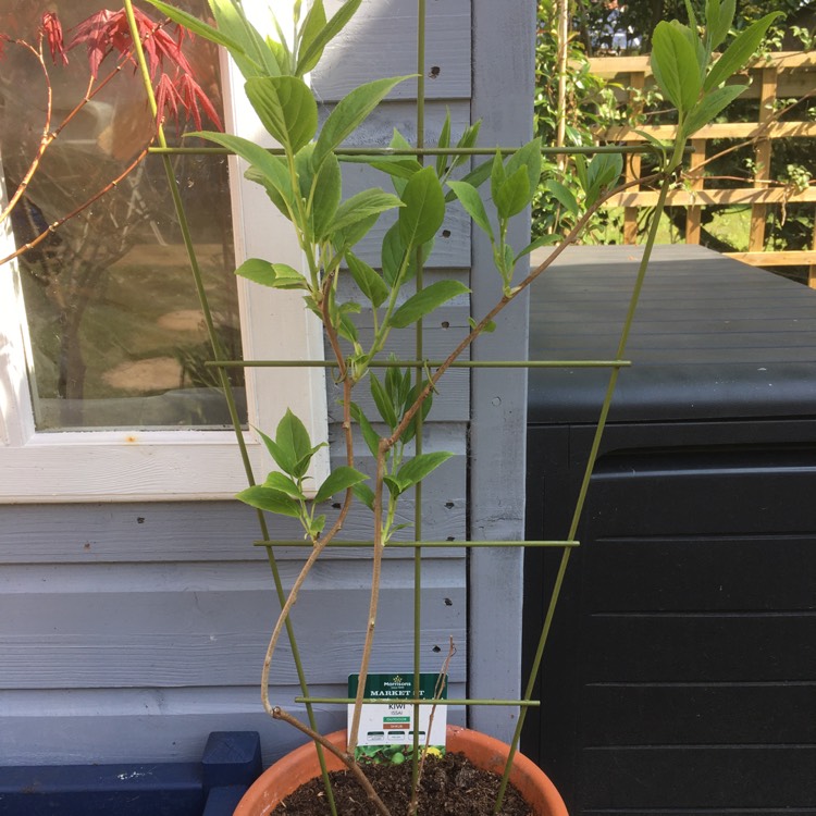Plant image Actinidia arguta 'Issai'
