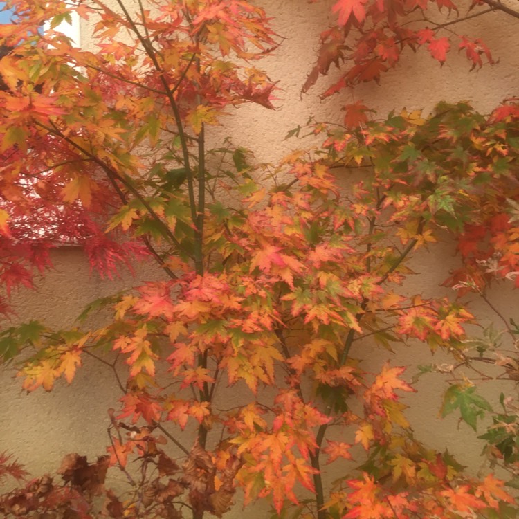 plant image 1543648
