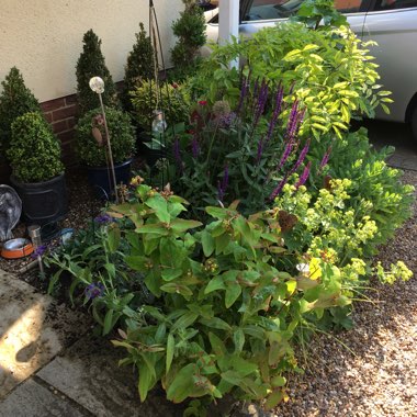 Sue's garden