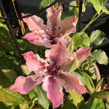 Clematis 'Pink Fantasy'