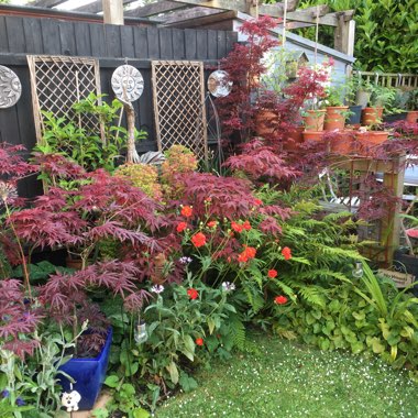 Sue's garden