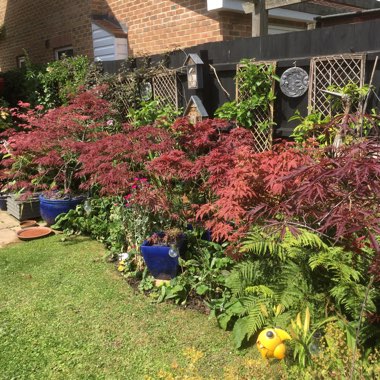 Sue's garden