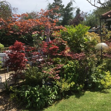 Sue's garden