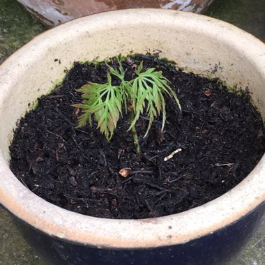 Acer palmatum 'Dissectum' (Dissectum Group) syn. Acer palmatum var. dissectum 'Dissectum'