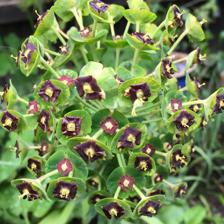 Plant image Euphorbia characias 'Black Pearl'