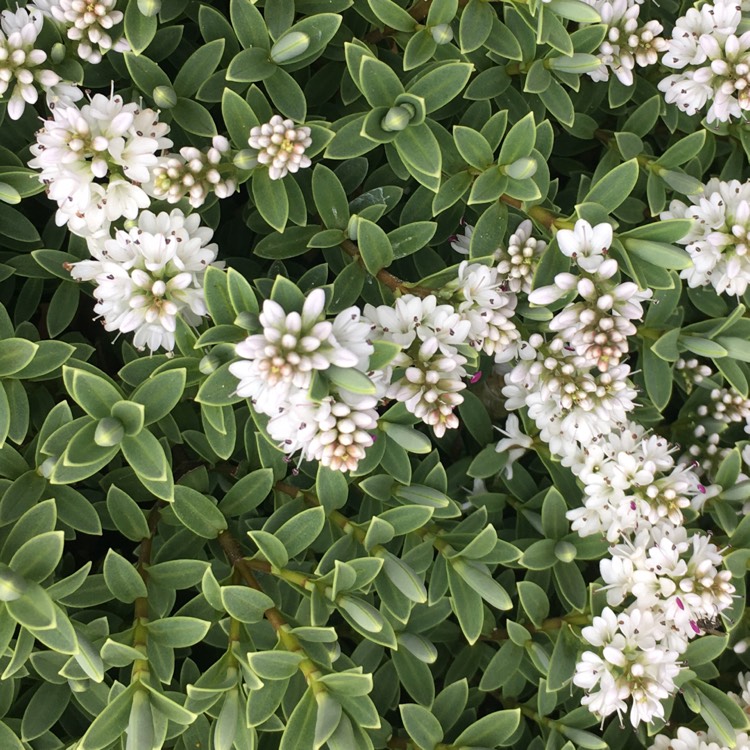Plant image Hebe glaucophylla