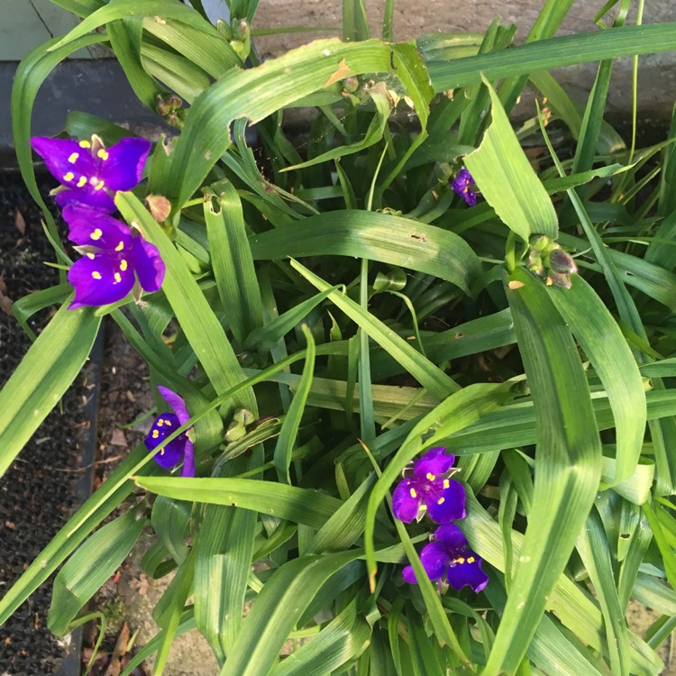 Plant image Tradescantia 'Outdoor plants'