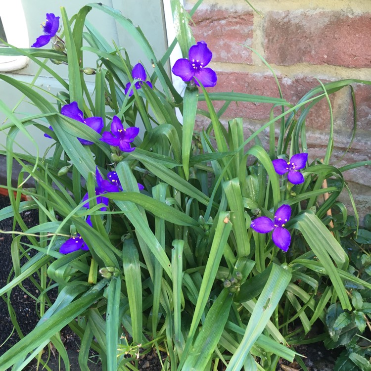 plant image 451882