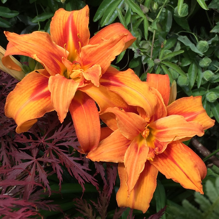 plant image 478967