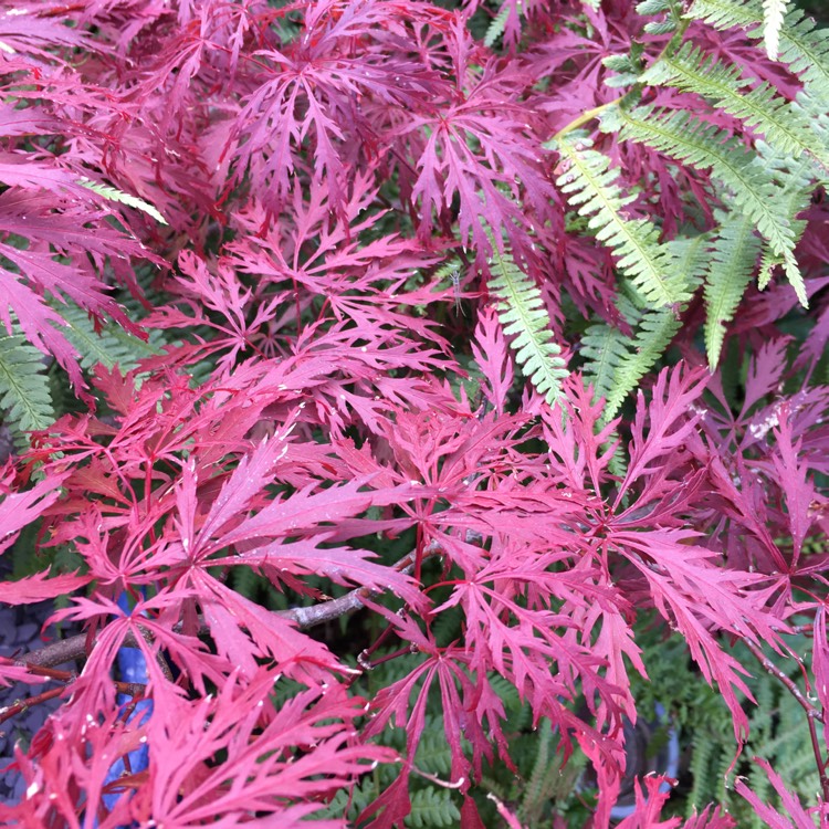 plant image 545367 plant image 545367
