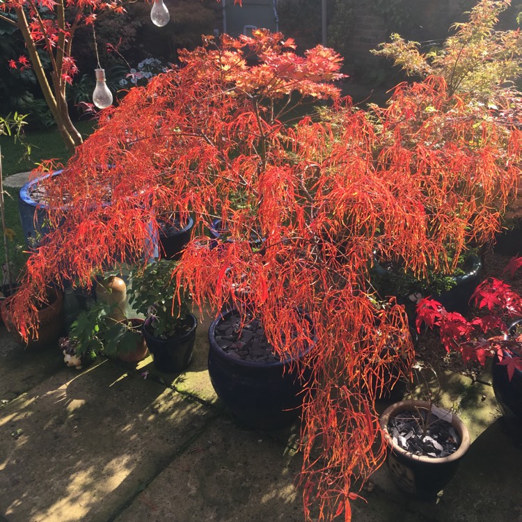 Plant image Acer Palmatum 'Koto No Ito'