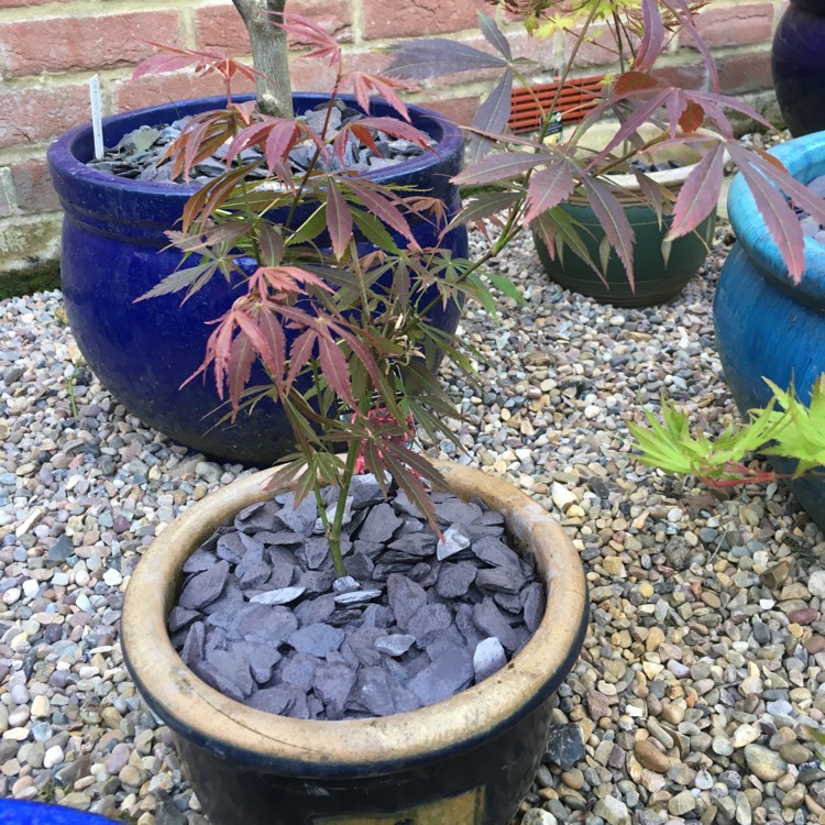 Plant image Acer Palmatum 'Beni-Maiko'