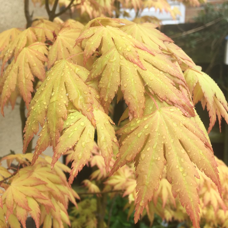 plant image 675254 plant image 675254