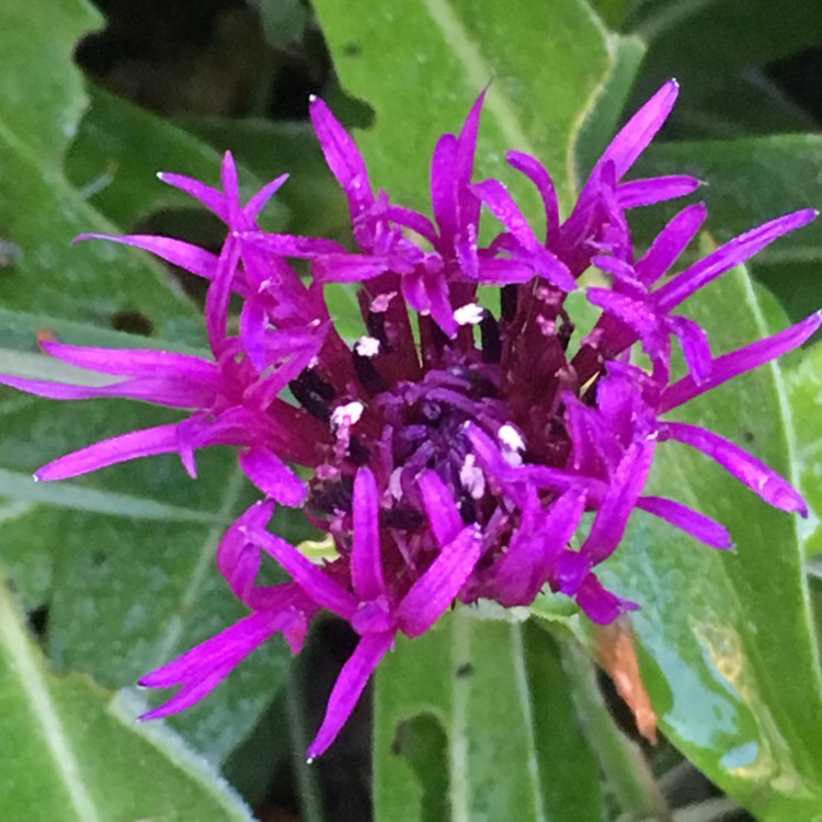 Plant image Centaurea montana 'Amethyst Dream'