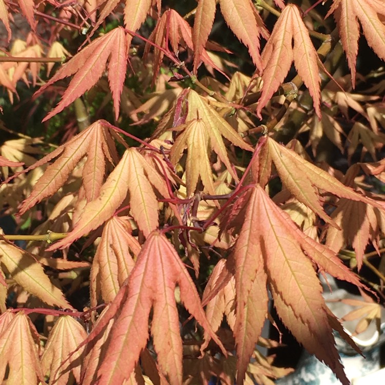 plant image 687544 plant image 687544