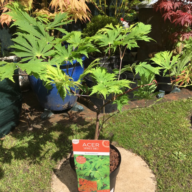 Plant image Acer japonicum 'Aconitifolium'