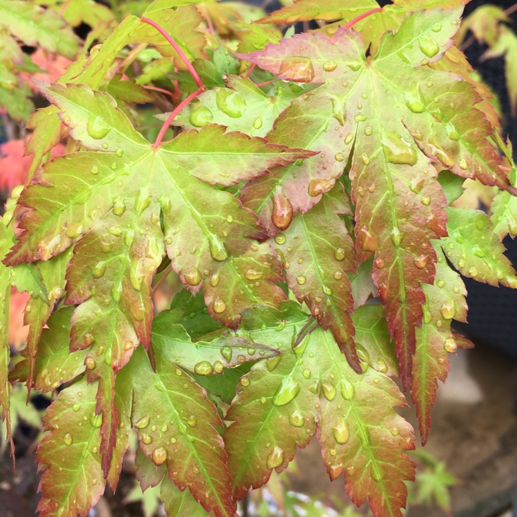 Plant image Acer Palmatum 'Berry Broom'