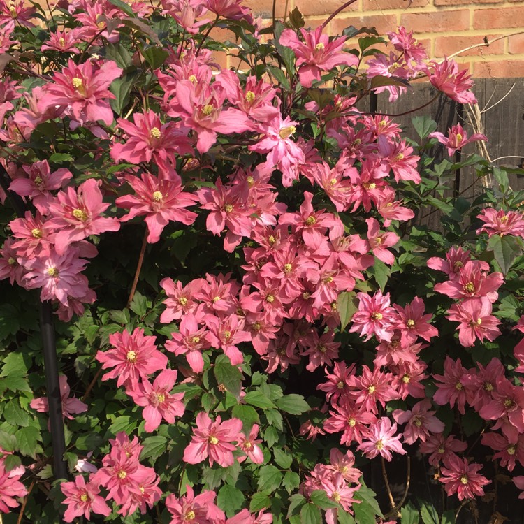 plant image 717445 plant image 717445