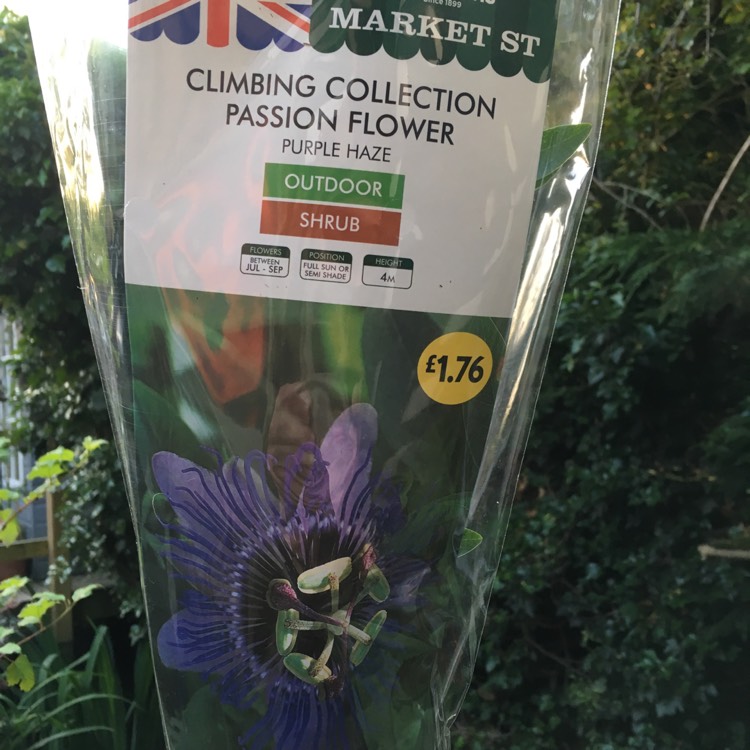 Plant image Passiflora 'Purple Haze'