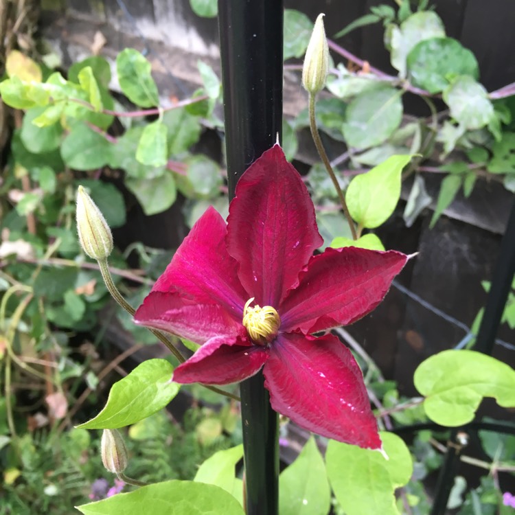 plant image 749135 plant image 749135