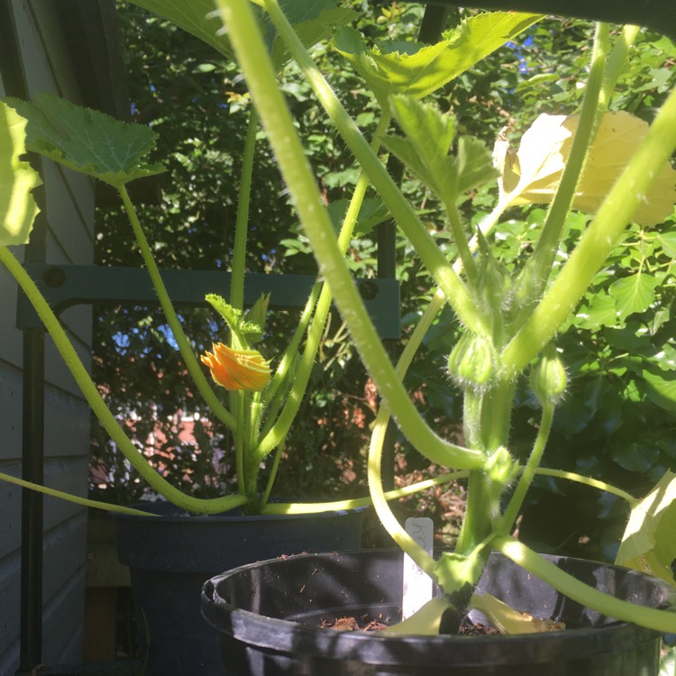 Plant image Cucurbita Pepo var. Cylindrica 'Black Beauty'