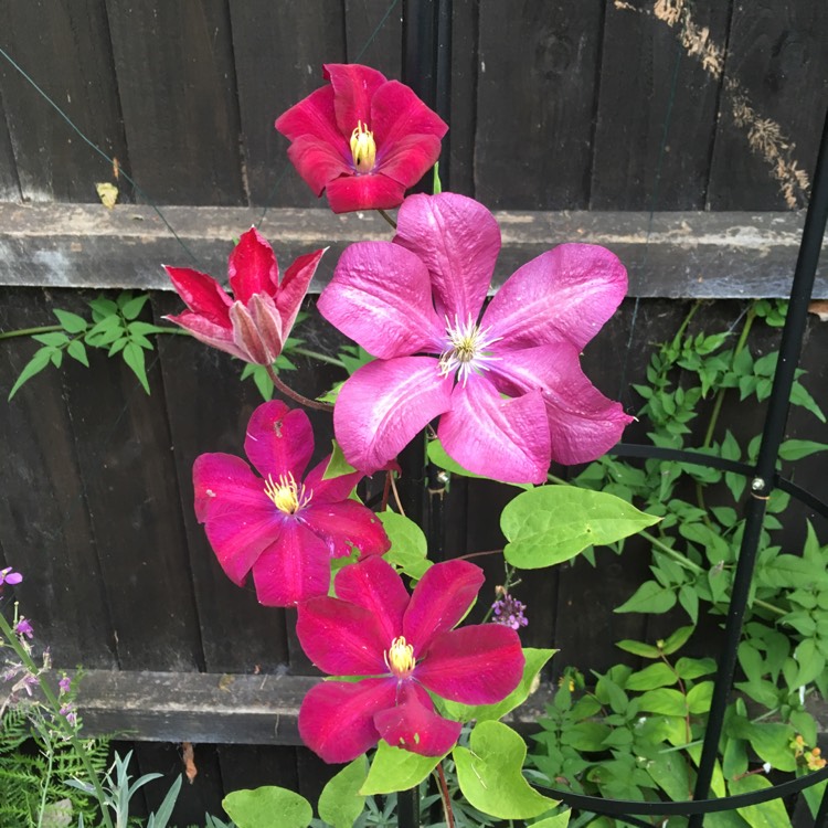 Plant image Clematis 'Voluceau'