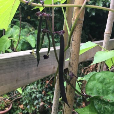 Phaseolus Vulgaris 'Purple Queen'