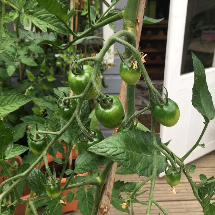 plant image 792769
