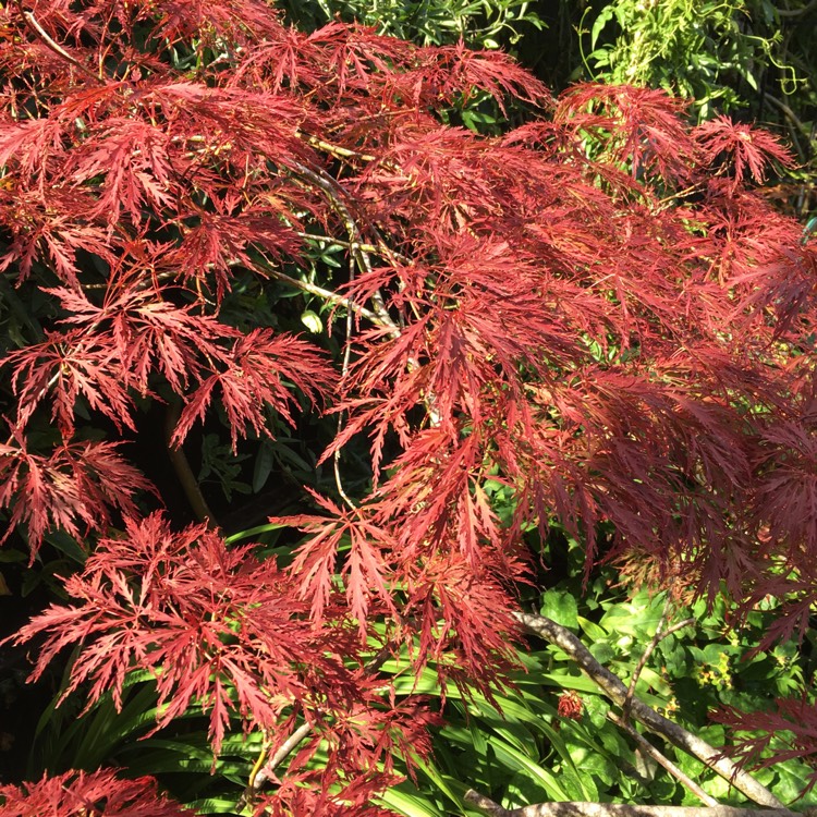 plant image 835286 plant image 835286