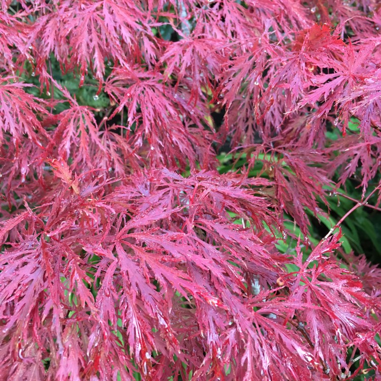 plant image 855617 plant image 855617