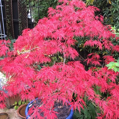 Acer Palmatum 'Inaba-Shidare'