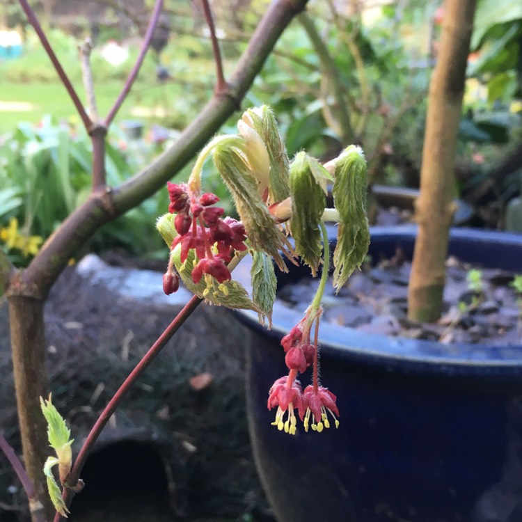 plant image 973103