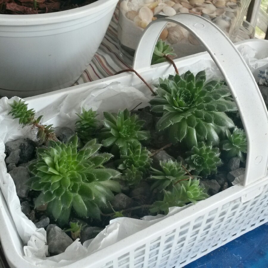 Sempervivum Calcareum