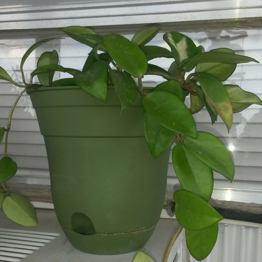 Hoya carnosa 'Rubra'