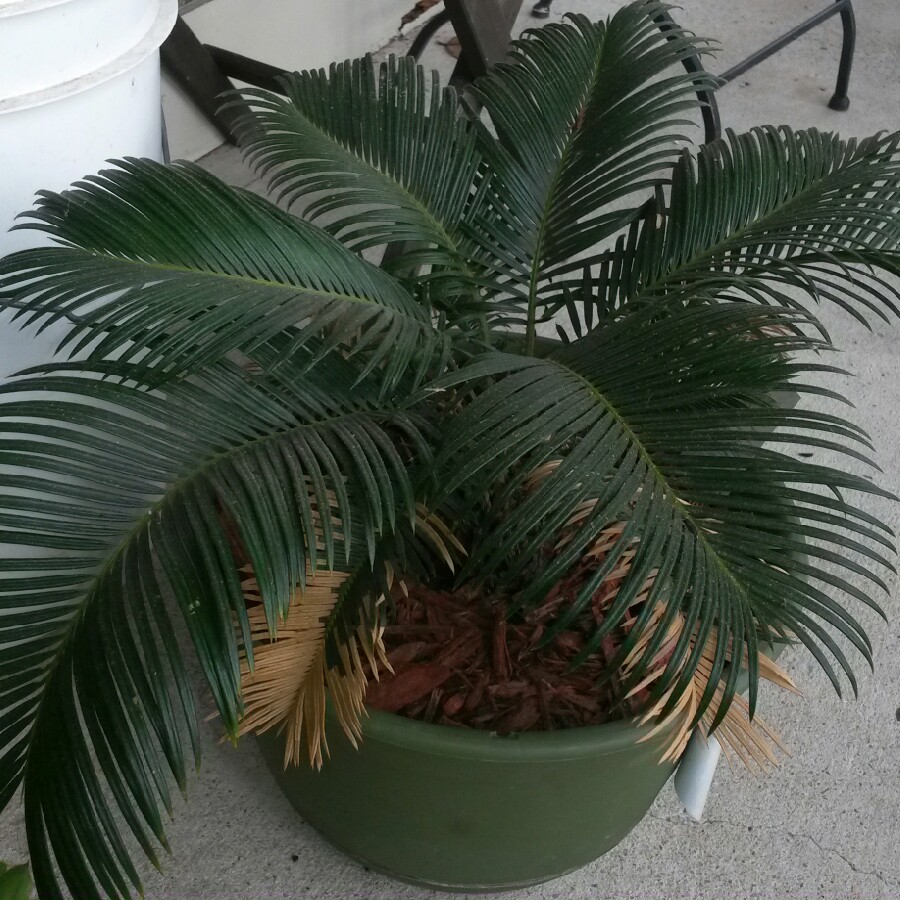 plant image 133607