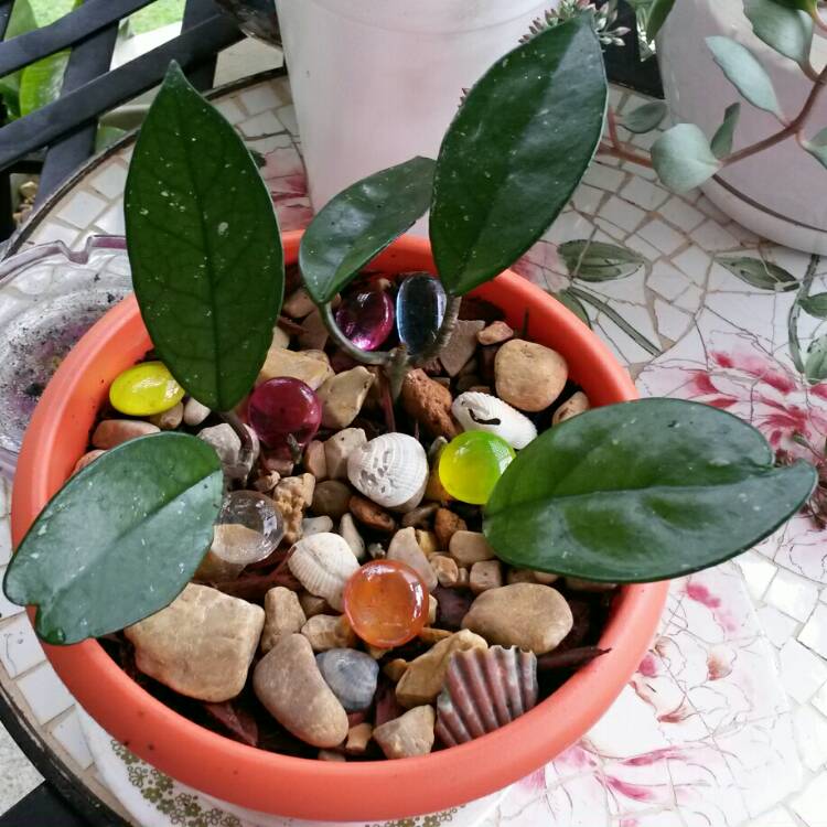 Plant image Hoya Carnosa