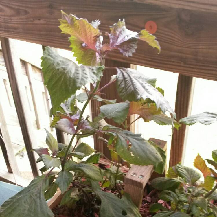 Plant image Perilla frutescens