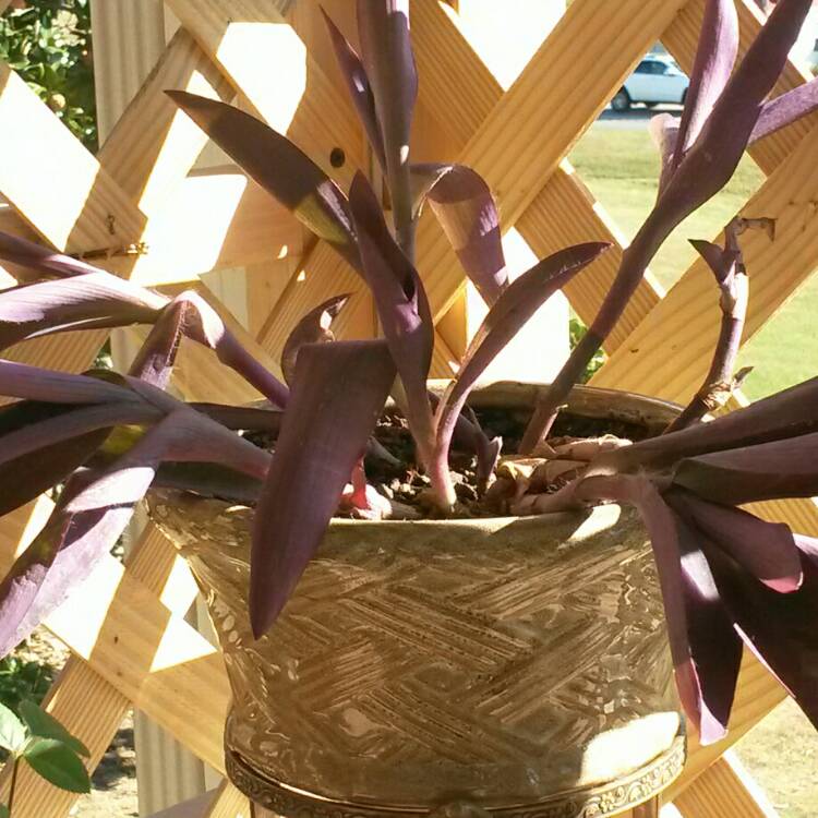 Plant image Tradescantia pallida 'Purpurea' syn. Tradescantia pallida 'Purple Heart'