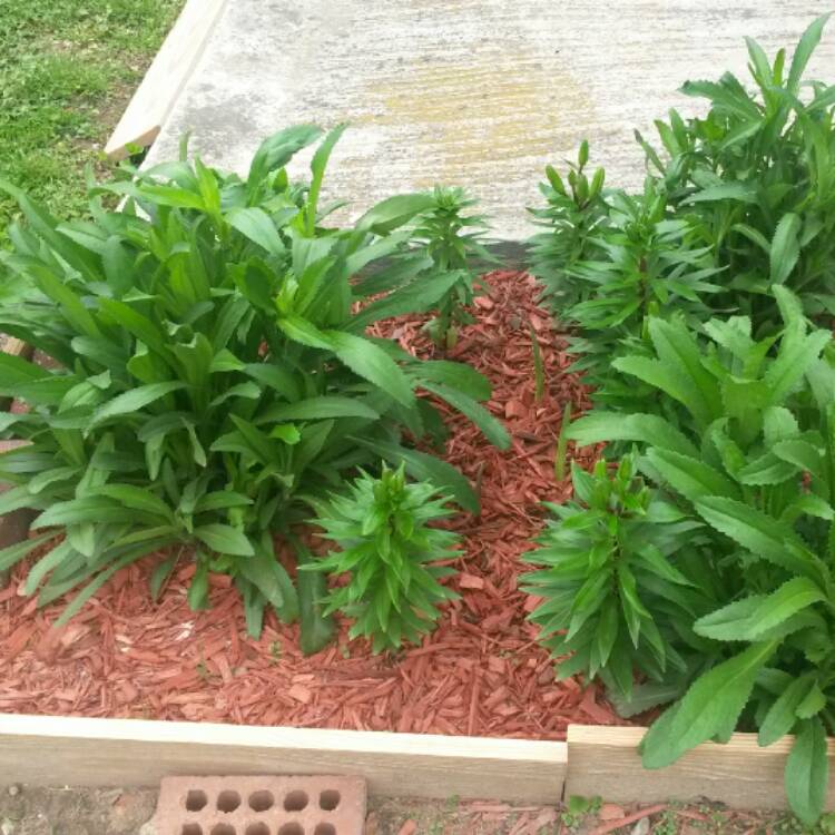 plant image 367880