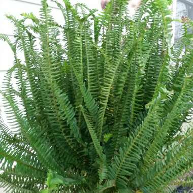 Dryopteris lepidopida