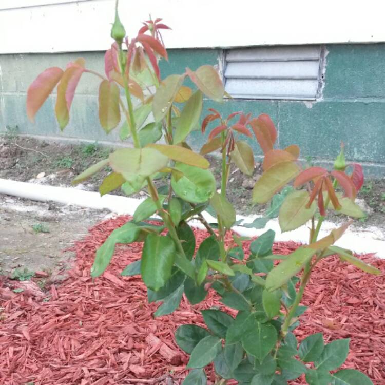 plant image 369059 plant image 369059