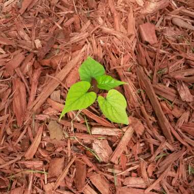 Ipomoea Alba