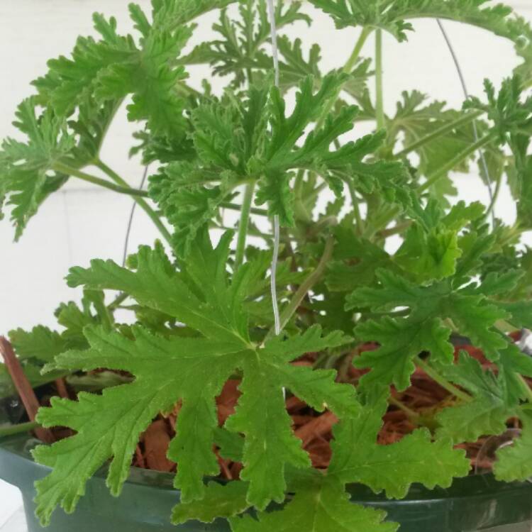 Plant image Pelargonium 'Citrosum' syn. Pelagonium citrosum, Pelargonium graveolens 'Citrosum'