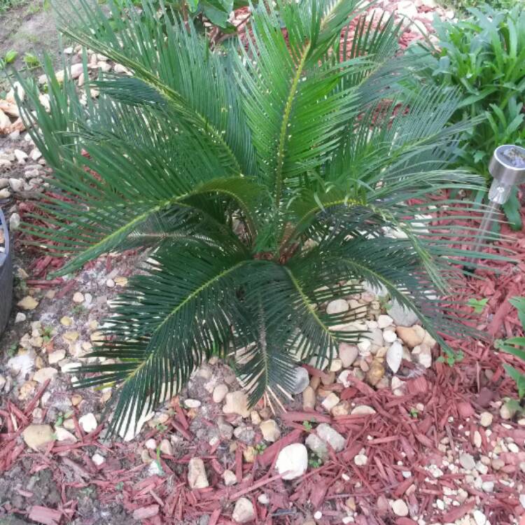 plant image 375240