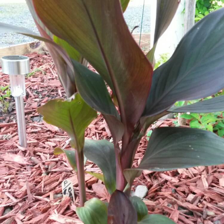 plant image 375245