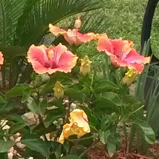 Hibiscus rosa-sinensis 'Hawaiian Sunset'