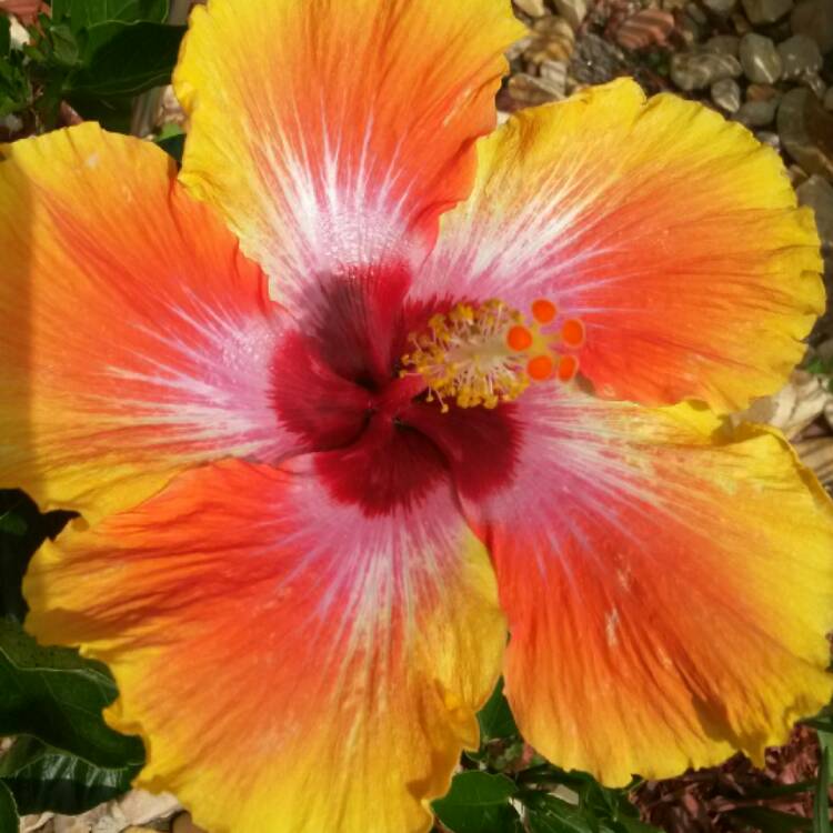 Plant image Hibiscus rosa-sinensis 'Hawaiian Sunset'