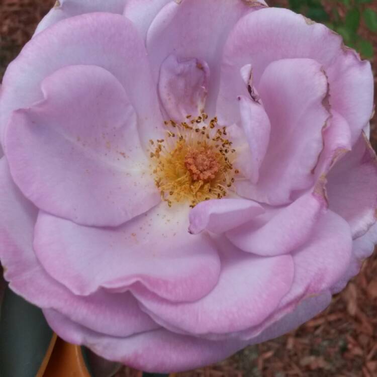 plant image 381536 plant image 381536