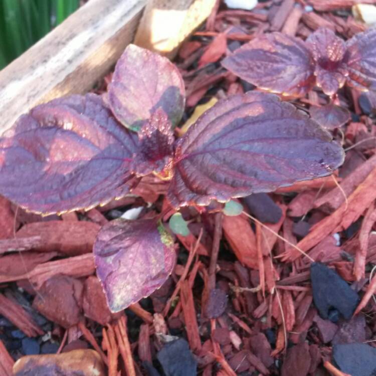 plant image 384343