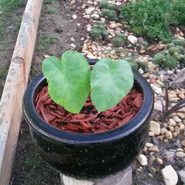 Colocasia esculenta  syn. Colocasia antiquorum